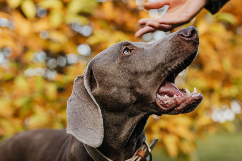 11 dogs that can make one family member feel like royalty - plus 2 that prefer loving the whole household 12 Weimaraner