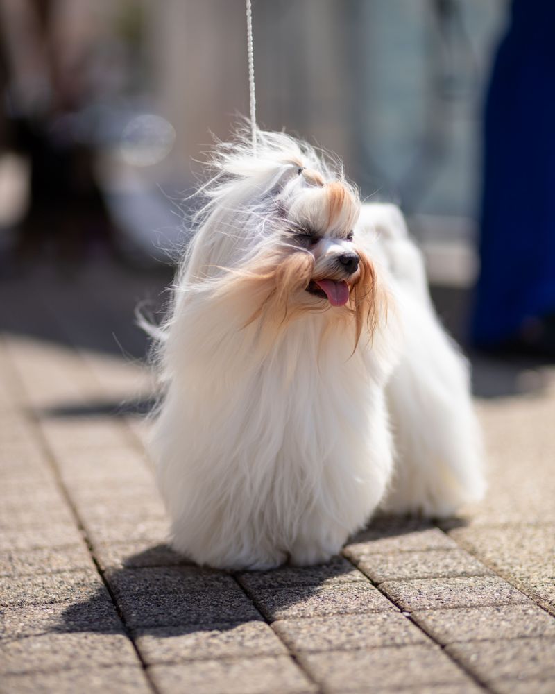 Your tiny dog doesn't automatically want to meet everyone - these breeds reveal the social divide 5 Maltese