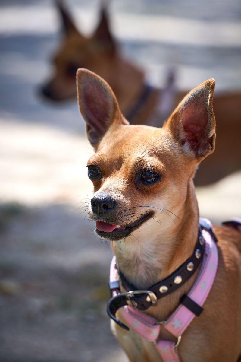 Silence isn't exactly the specialty of these famously vocal dog breeds 5 Chihuahua