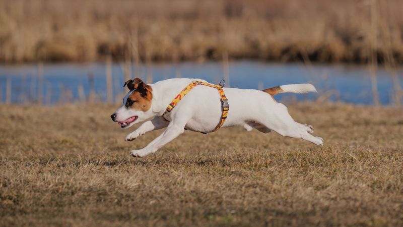 10 dogs that may choose an exciting scent over your voice - plus 2 that are often more handler-focused 11 Jack Russell Terrier on a Mission