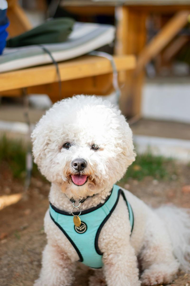 Bichon Frise