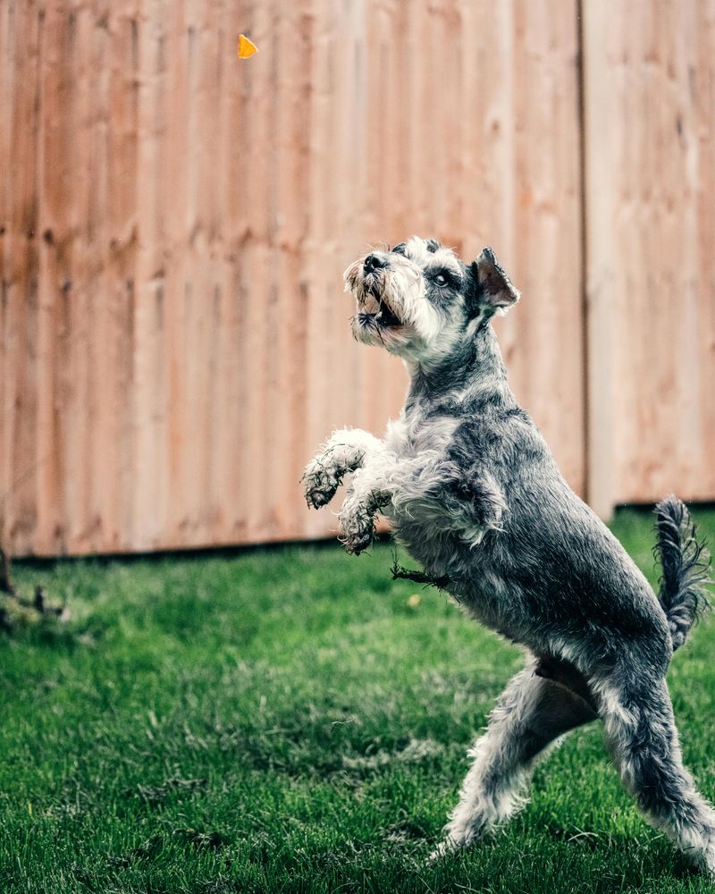 Miniature Schnauzer