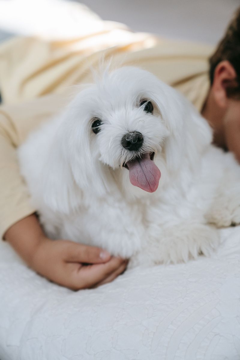 Once these dog breeds become part of your life, you'll rarely walk through the house alone 7 Maltese