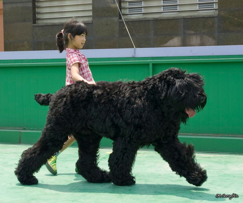 13 dramatic-looking dog breeds that make stormy weather look natural 8 Black Russian Terrier