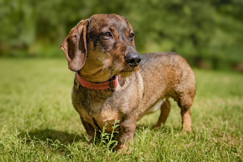 Think your dog didn't hear you? These breeds may understand perfectly and still make their own decision 3 Dachshund