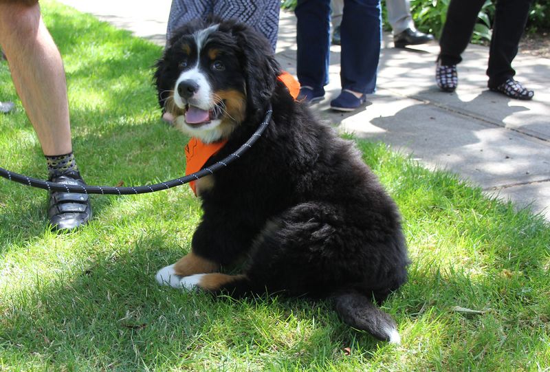 These giant balls of fur can stop strangers in their tracks - and their personalities keep people interested 3 Bernese Mountain Dog