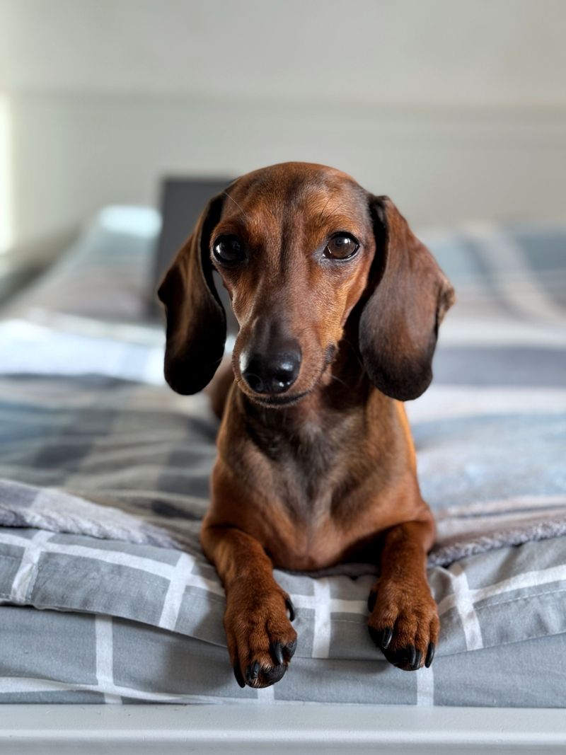 Before choosing these dog breeds, understand how much care actually comes with them 10 Dachshund