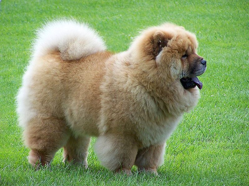 Years of dog ownership may not prepare you for breeds that were developed to make decisions independently 10 Chow Chow
