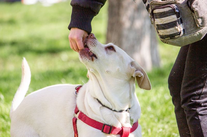 Pulling on the leash usually stops once you fix these 8 walking habits of your own 5 Forgetting to reward the right position