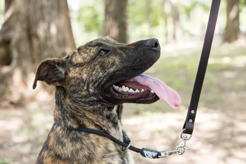 Many “Behavior Problems” Start Here - 10 Daily Mistakes Owners Don’t Notice 6 Tight leash tension