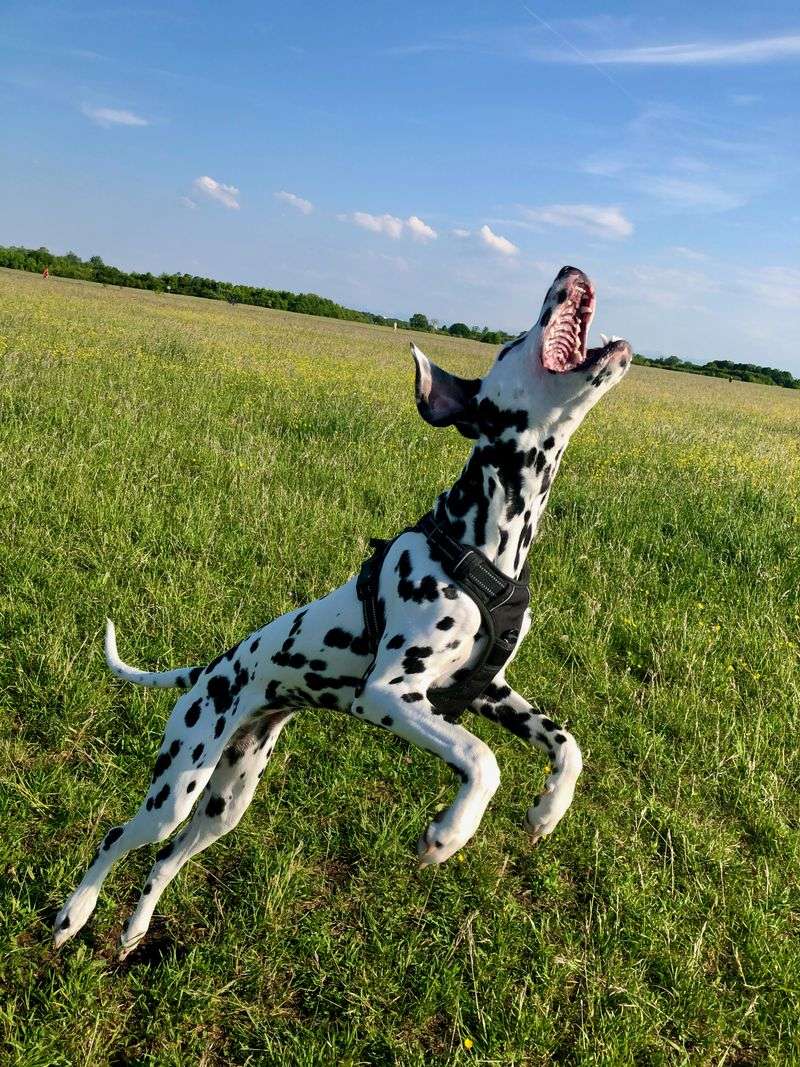 Dalmatian