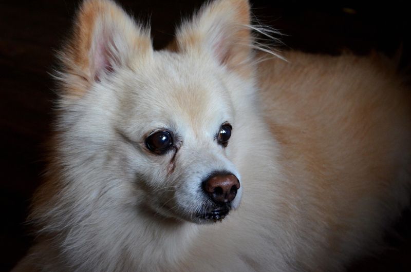 Pomeranian