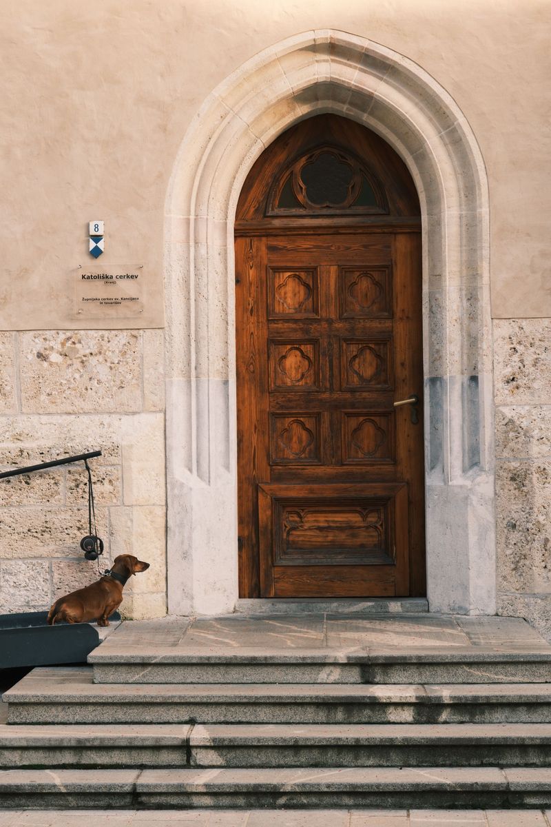 Forget the backyard question - city living tests dog breeds in completely different ways 6 Dachshund: The Brave Little Stair Critic