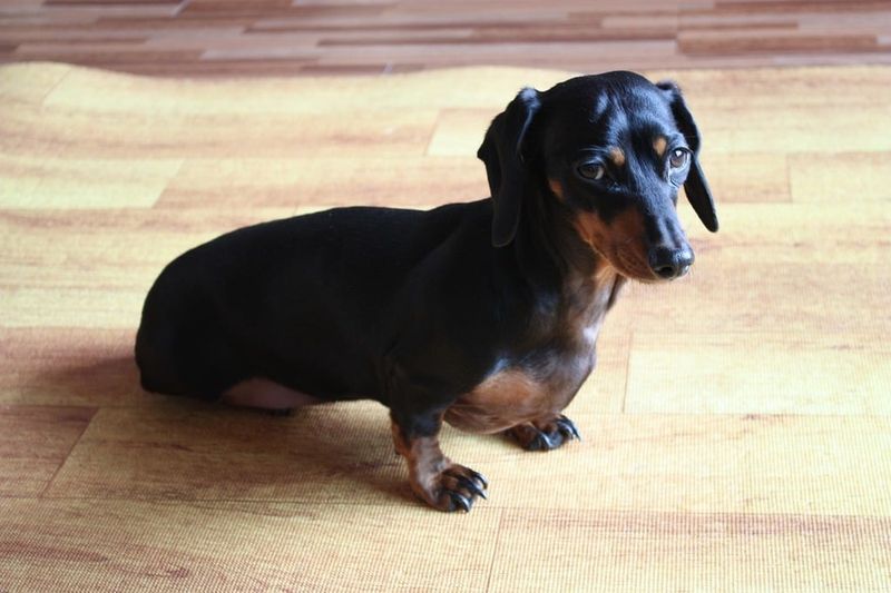 27 Dog Breeds Known for Their Adaptability to Different Lifestyles 15 Dachshund
