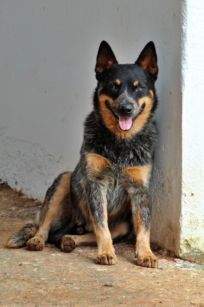 Give these dog breeds clear expectations and watch how quickly chaos can turn into cooperation 2 Australian Cattle Dog