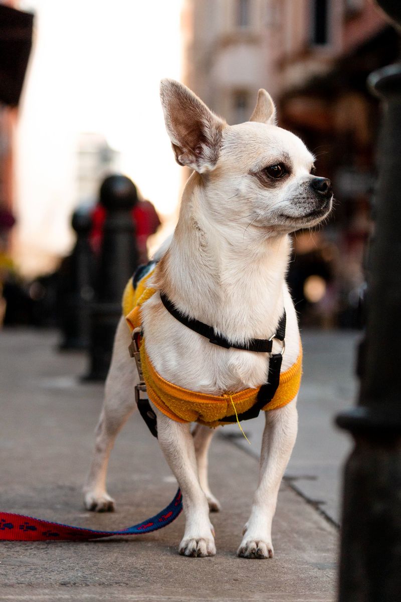 Forget the backyard question - city living tests dog breeds in completely different ways 11 Chihuahua: The Pocket-Sized Street Boss
