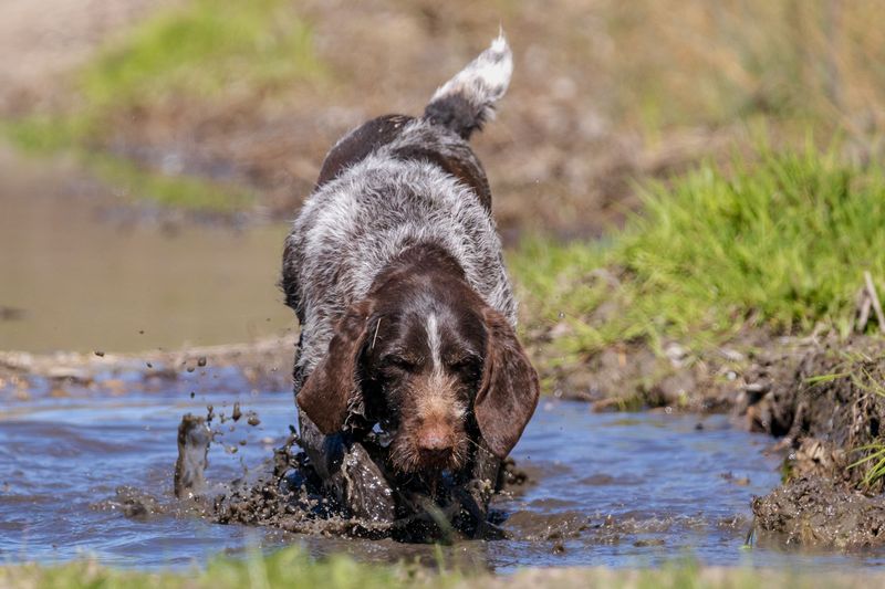 These hardworking dog breeds were built for more than casual exercise 13 German Wirehaired Pointer