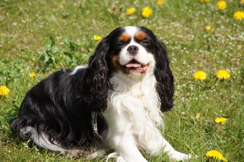 Once these 12 dogs decide you belong together, don't expect much emotional distance 9 Cavalier King Charles Spaniel