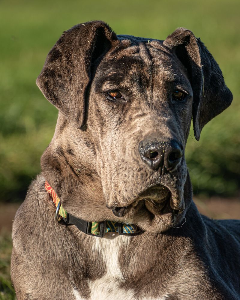 One harness doesn't fit every dog - and these breeds are a perfect example 7 Great Dane