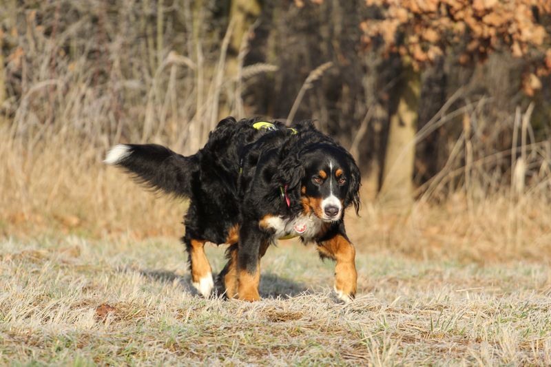 Bernese Mountain Dog