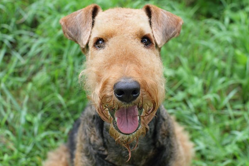 Airedale Terrier
