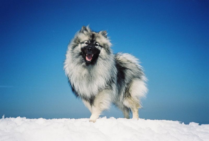 Introverts aren't avoiding people - they're choosing these 13 incredible dog breeds instead 13 Keeshond