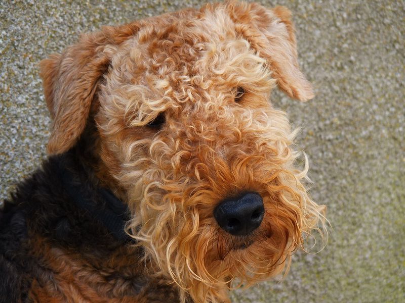 Airedale Terrier