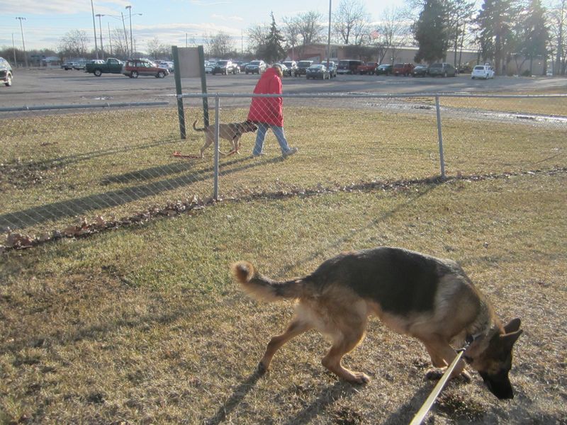 Walking ahead and pulling hard