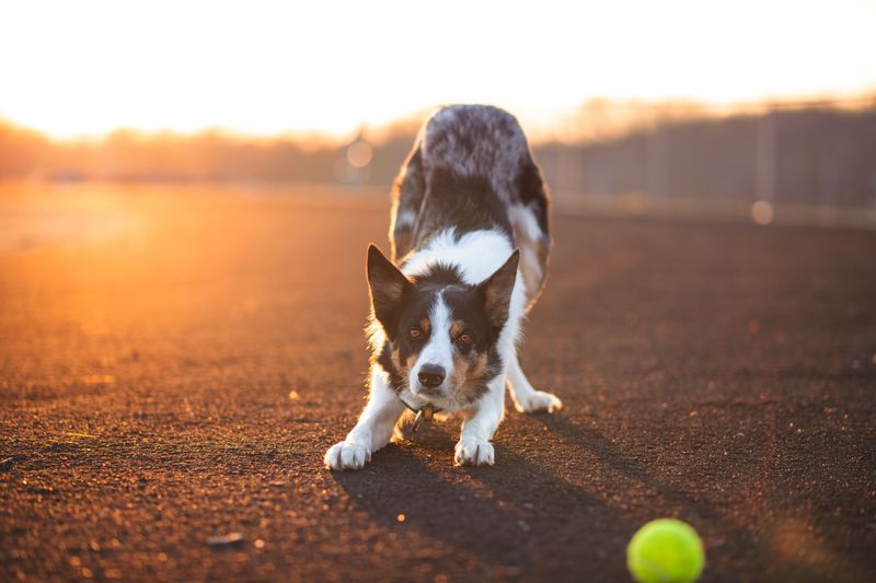You removed the flock but not generations of working instinct - These herding dogs still need somewhere to put that brain 2 Border Collie: Give that focus a target
