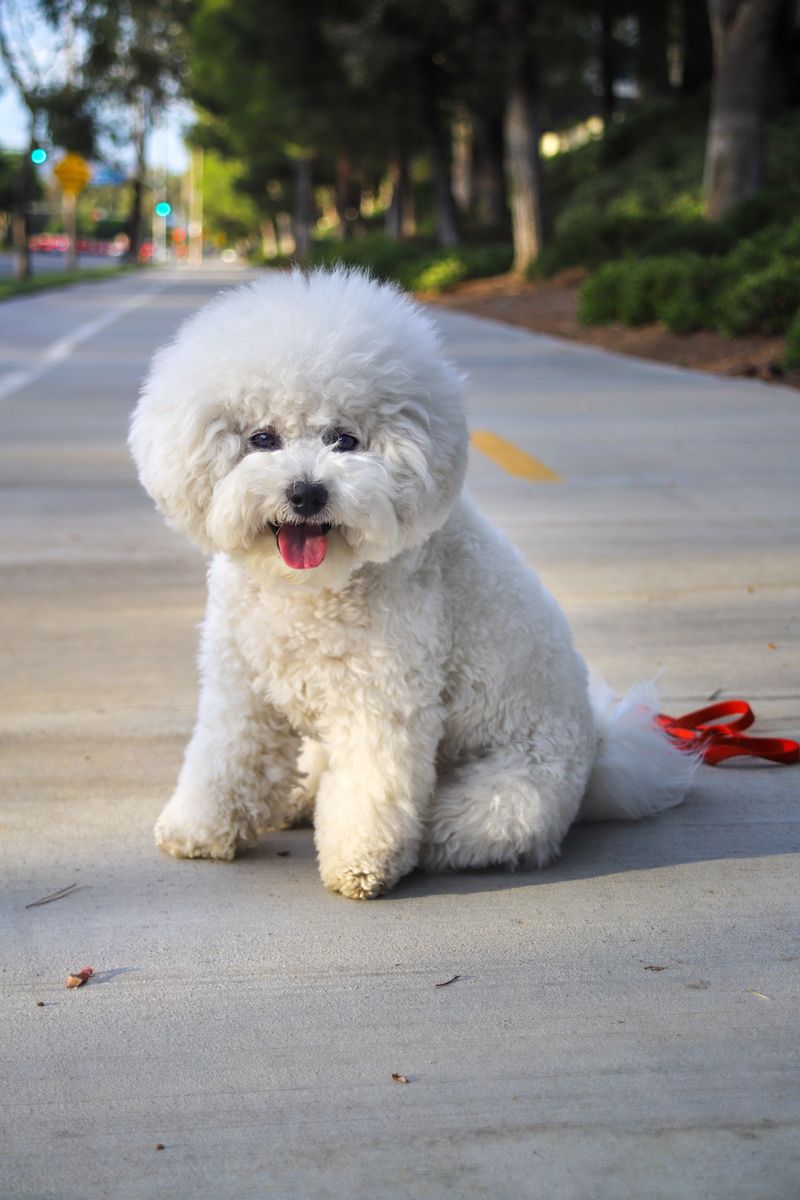 The family dog doesn't have to become another source of chaos - these breeds prove it 6 Bichon Frise