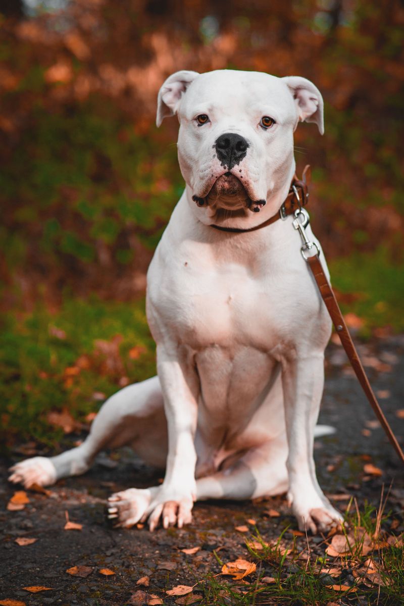 11 large dog breeds with intimidating appearances and affectionate personalities 11 American Bulldog