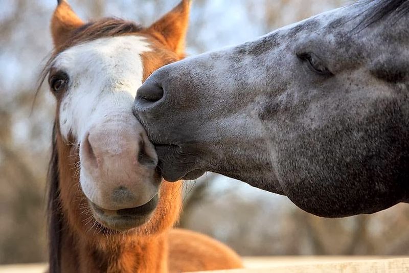 Why This Quiet Rescue Is Worth Knowing