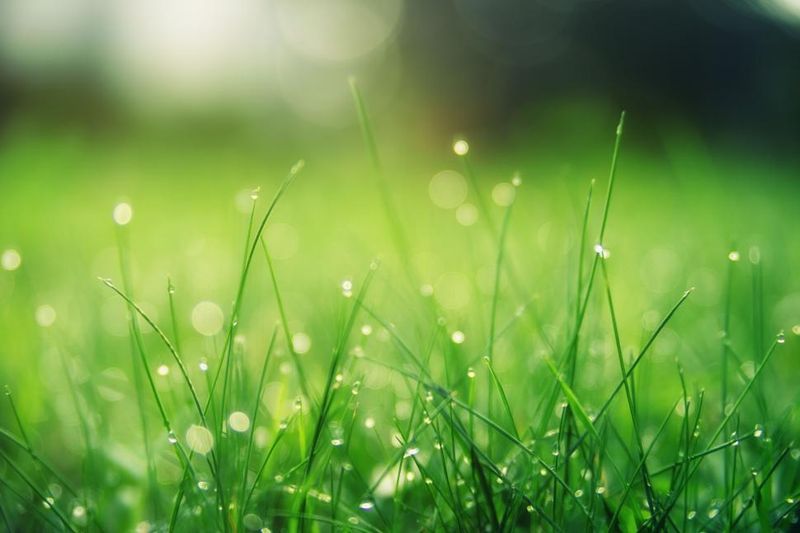 Fresh grass