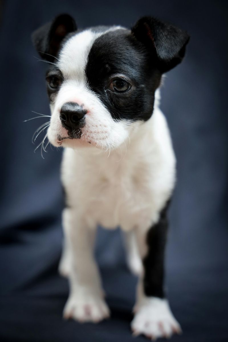 Boston Terrier
