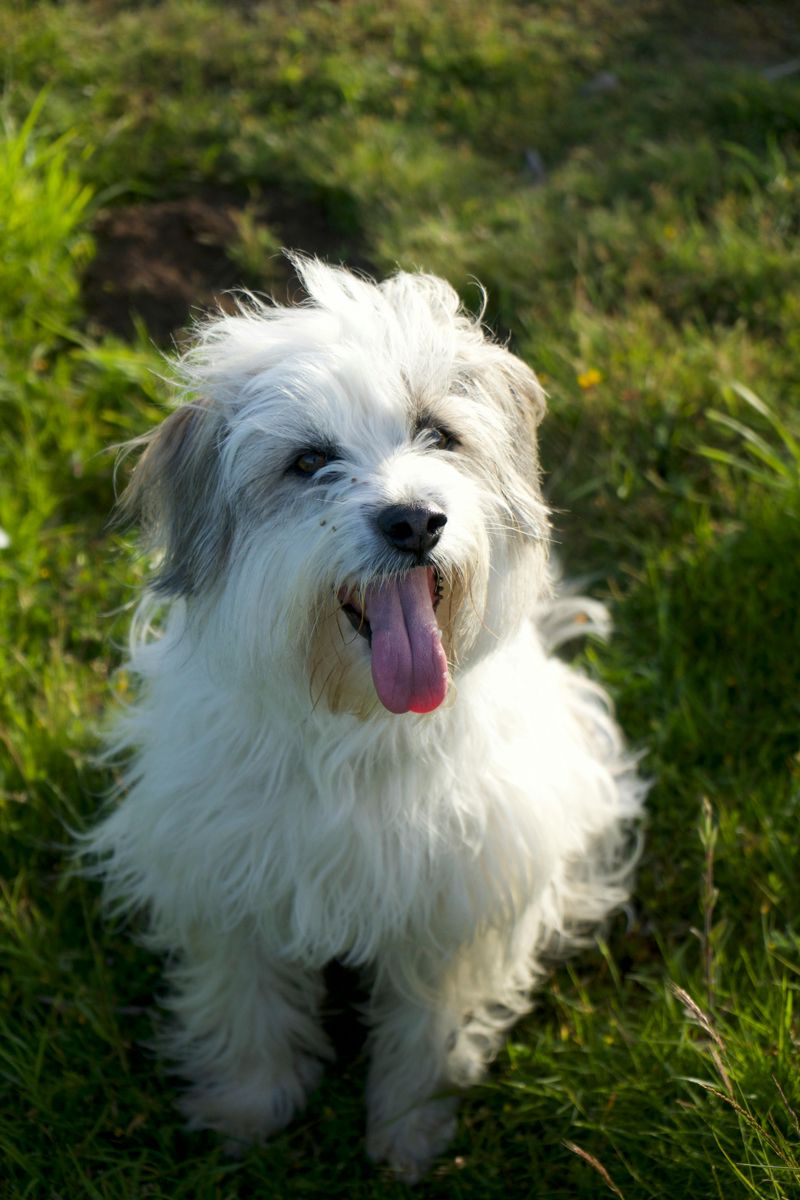20 dog breeds that still feel fresh, exciting and underrated compared to the usual favorites 15 Coton de Tulear
