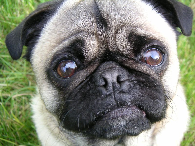 Pug