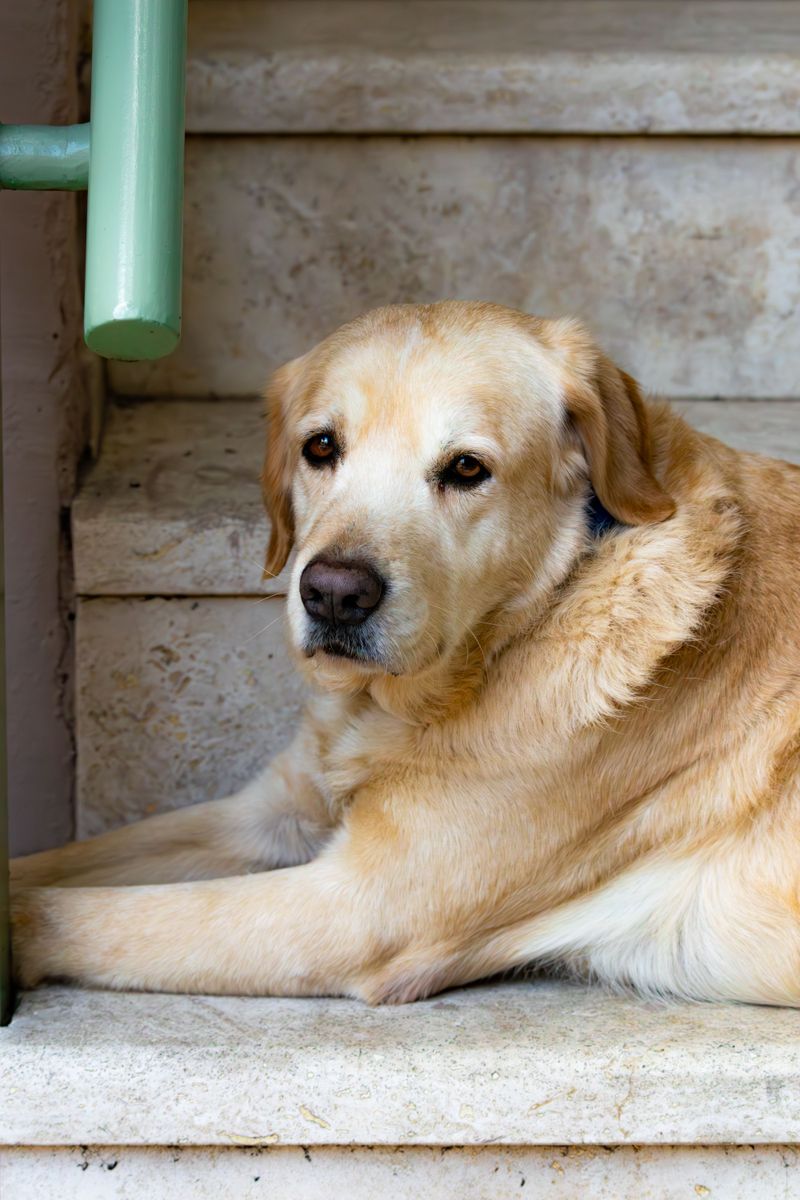 Before filling the bowl, consider what your dog's size, build and breed may change 3 Labrador Retriever