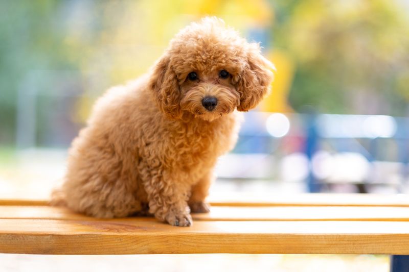 These small dog breeds can be especially prone to dental problems as they age 4 Toy Poodle