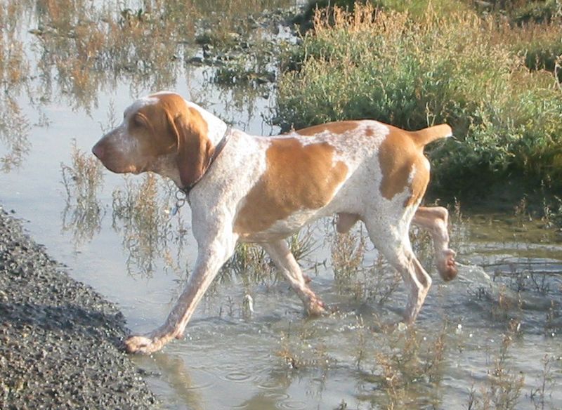 20 dog breeds that still feel fresh, exciting and underrated compared to the usual favorites 10 Bracco Italiano