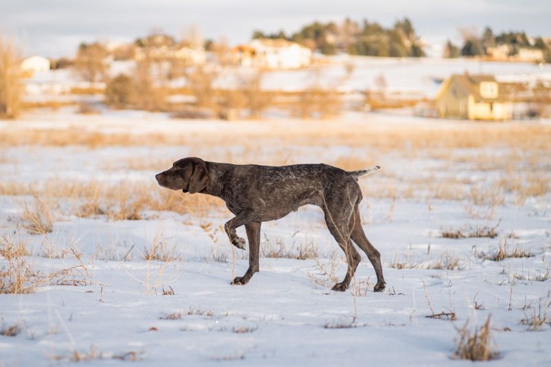 Give these dog breeds room, purpose, and outdoor work - then watch their instincts come alive 5 German Shorthaired Pointer