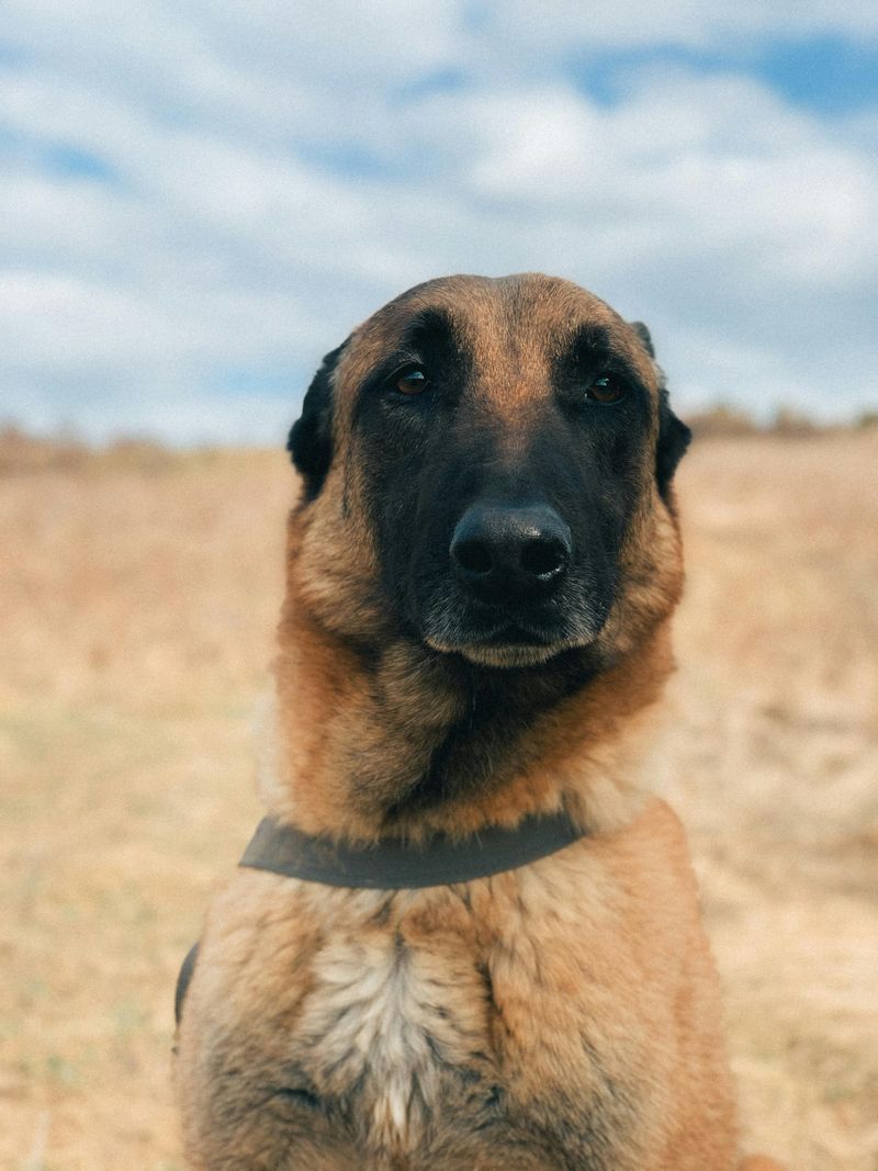 12 dog breeds that make owners say never again - plus 5 they would choose twice 2 Belgian Malinois