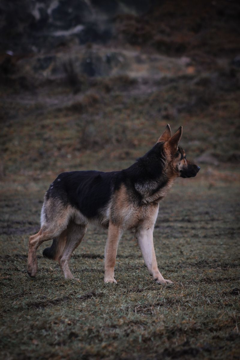 You wanted a dog - You may accidentally get a full-time shadow 7 German Shepherd - The Steadfast Side Patrol
