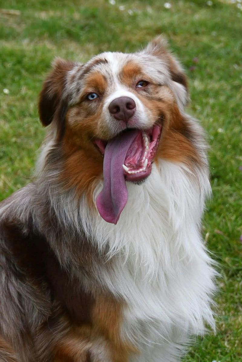 13 forever-young dog breeds that act like puppies well into adulthood 13 Australian Shepherd
