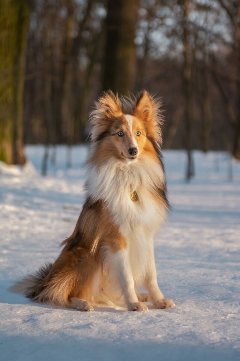 A clear routine often unlocks the very best these dog breeds have to offer 6 Shetland Sheepdog