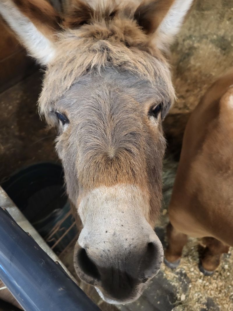 Room for Every Kind of Hoof
