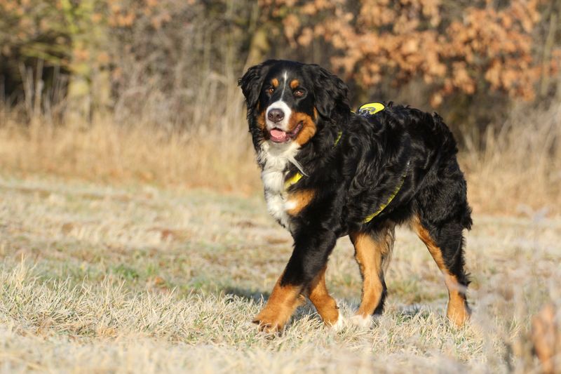 Bernese Mountain Dog