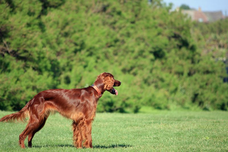 These once-familiar dog breeds have slipped from the spotlight without losing their devoted fans 3 Irish Setter