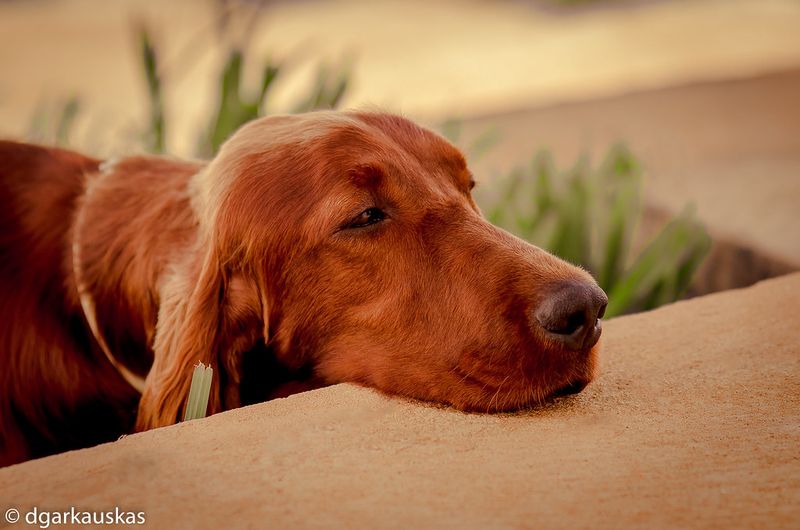 Irish Setter