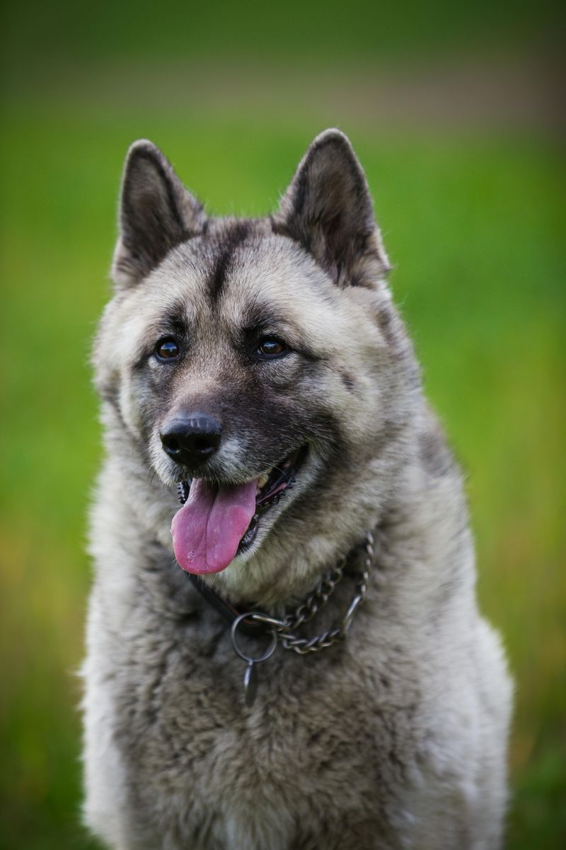 Norwegian Elkhound