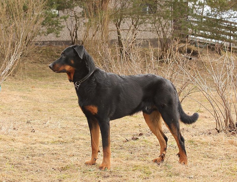 Beauceron